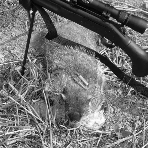 Can You Hunt Coyotes With a 9mm Carbine? photo 0