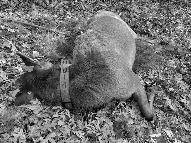 Why is it Illegal to Kill a Doe When Hunting? photo 2