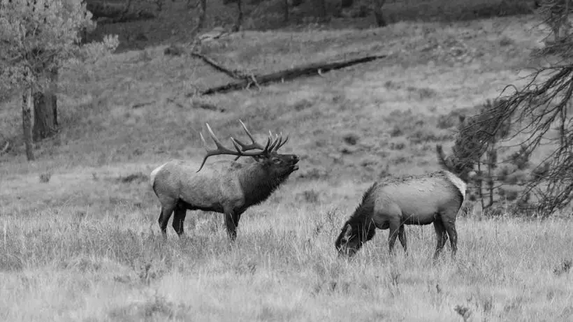 Can You Hunt in Idaho Without a Tag? photo 0