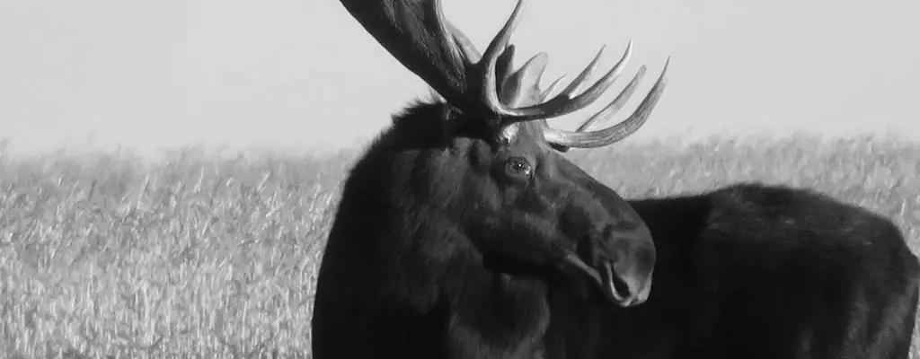 Hunting Deer Or Moose in the Summer image 1