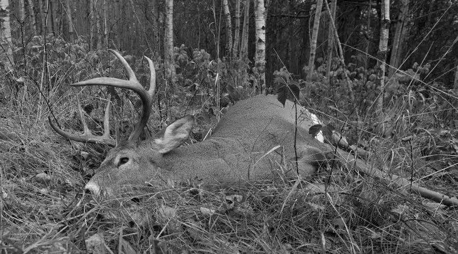 can-i-hunt-deer-in-my-backyard-miduckhunters