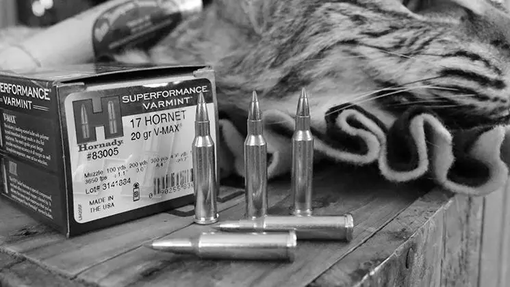 What is the Best Caliber For Hunting Coyotes? photo 1