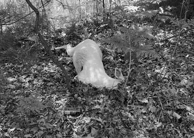 Photo Going on a Michigan White Deer Hunt? 12 Going on a Michigan White Deer Hunt? image 3