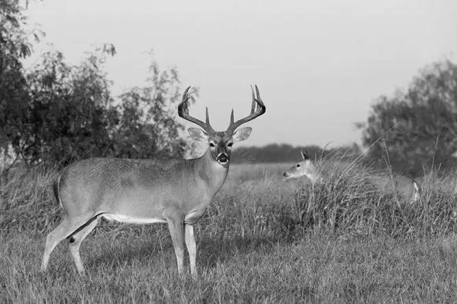 What is it Like to Hunt Deer in Texas? image 2