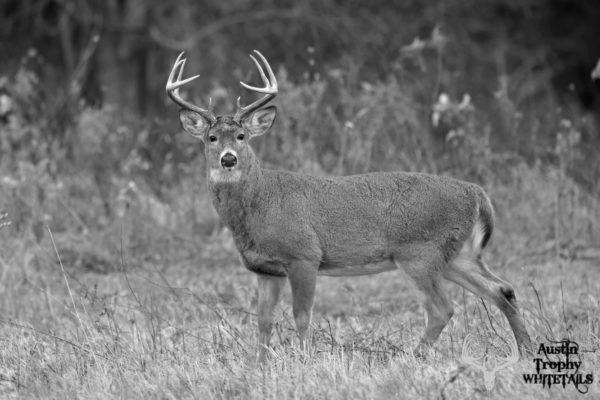 What is it Like to Hunt Deer in Texas? image 4