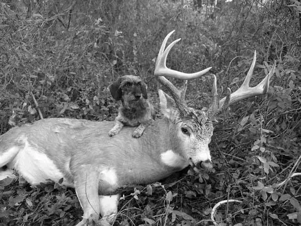 Is it Illegal to Hunt Deer With Dogs? photo 7