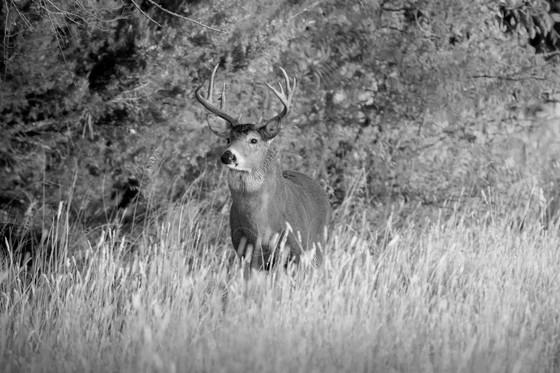 Hunting in the Fall image 0