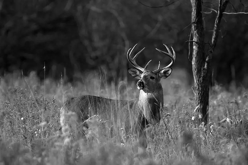 Hunting in the Fall image 1