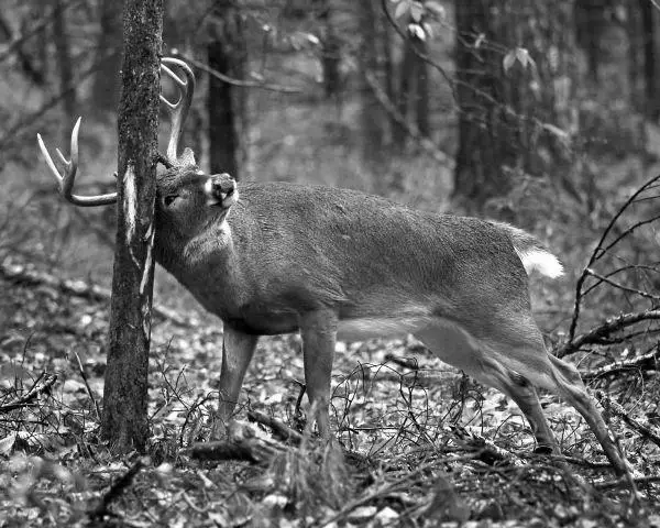 Habits of Successful Deer Hunters image 8