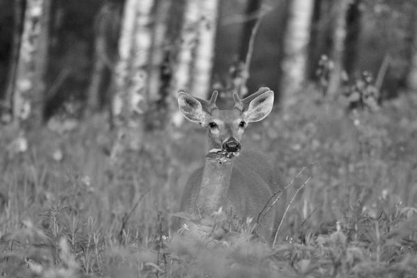When Can You Eat Deer in the Summer? image 0