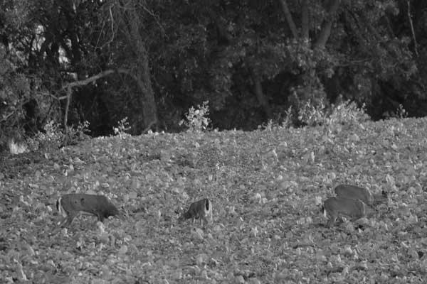 Photo When Can You Eat Deer in the Summer? 8 When Can You Eat Deer in the Summer? image 2