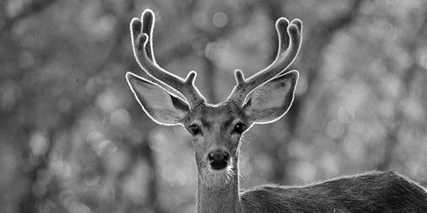 When Can You Eat Deer in the Summer? image 5