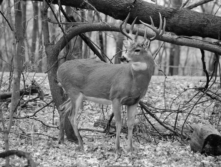 Photo When Can You Eat Deer in the Summer? 24 When Can You Eat Deer in the Summer? image 6