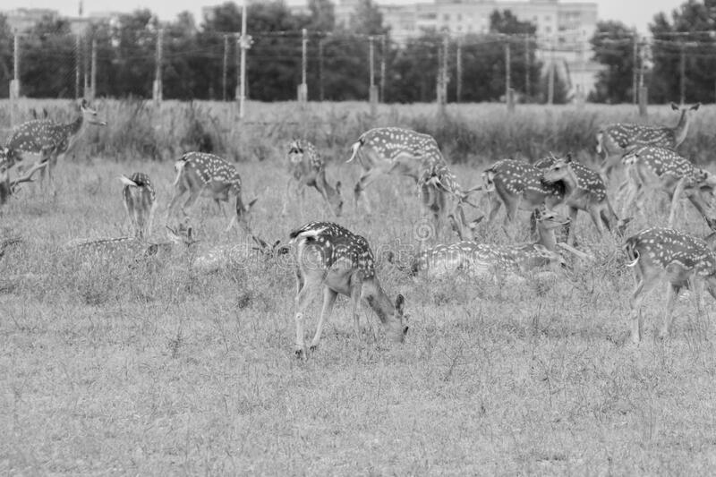 Photo When Can You Eat Deer in the Summer? 28 When Can You Eat Deer in the Summer? image 7