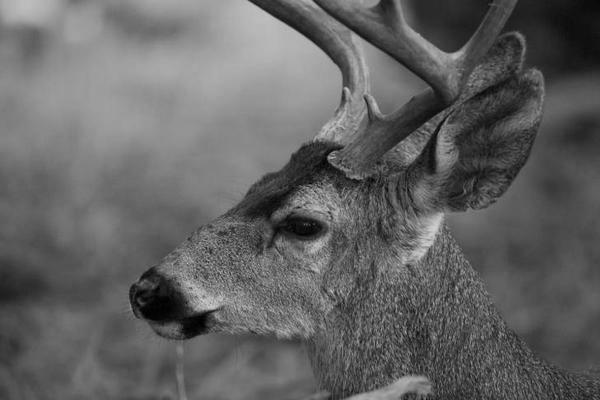 When Can You Eat Deer in the Summer? image 12