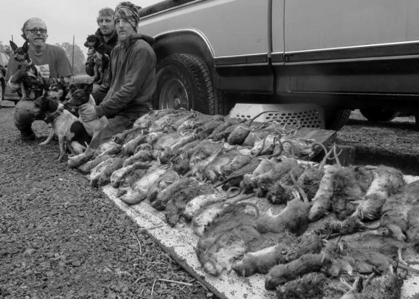 Can a Feline Own an Air Rifle Strong Enough to Kill a Deer? photo 3