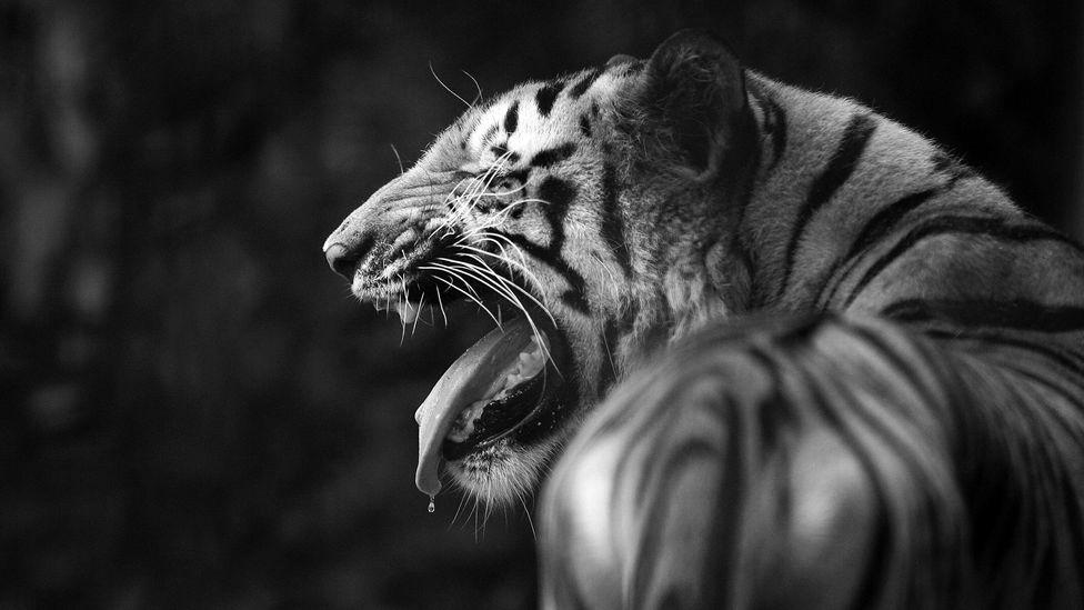 Can a Feline Own an Air Rifle Strong Enough to Kill a Deer? photo 6