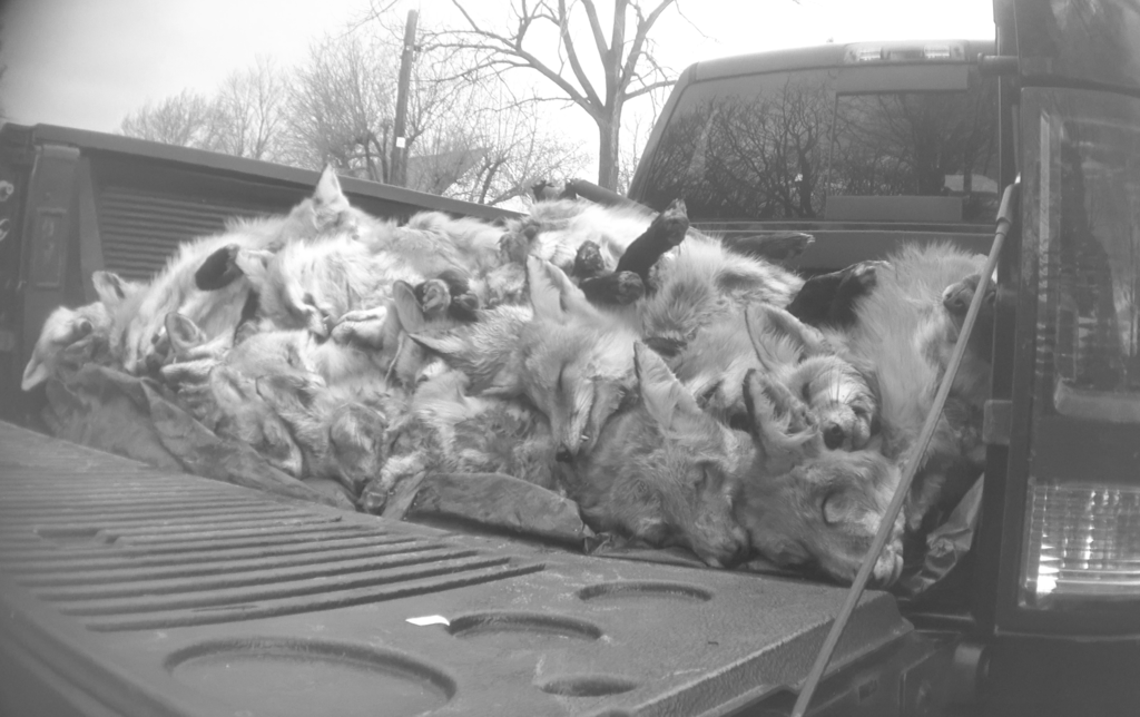 Can a Feline Own an Air Rifle Strong Enough to Kill a Deer? photo 7