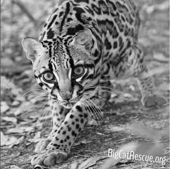 Can a Feline Own an Air Rifle Strong Enough to Kill a Deer? photo 0