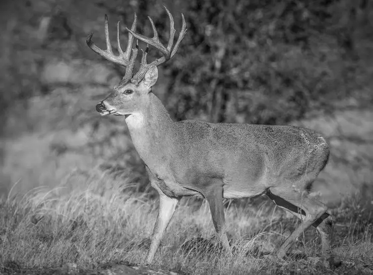 What is the Best Caliber For Deer Hunting in the North East? image 2