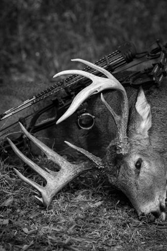 What Would Happen If Everyone Stopped Hunting Deer? photo 5