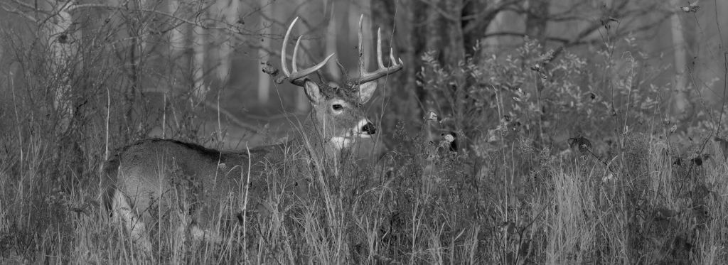 Do Deer Know When It Is Hunting Season? image 0