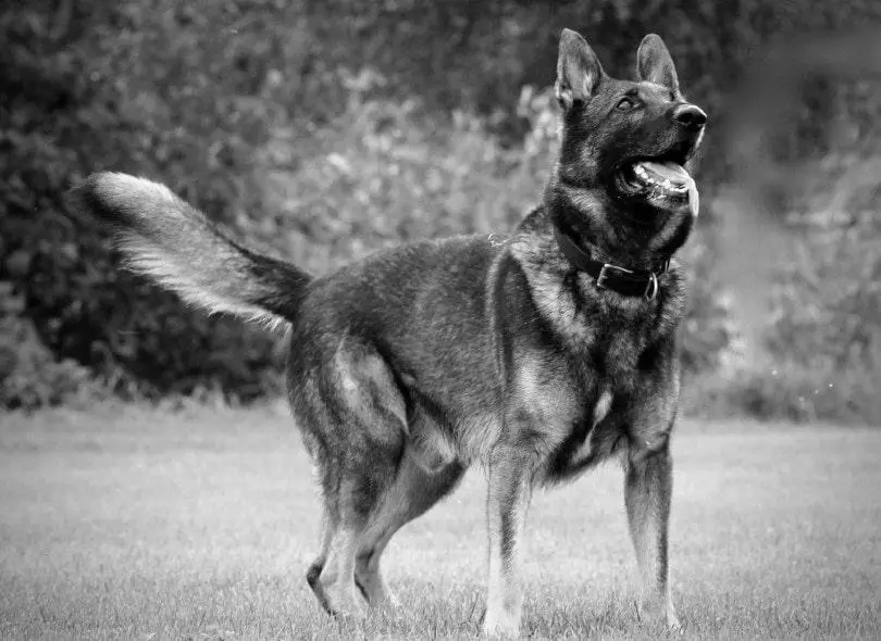Is a German Shepherd a Good Hunting Dog? photo 0