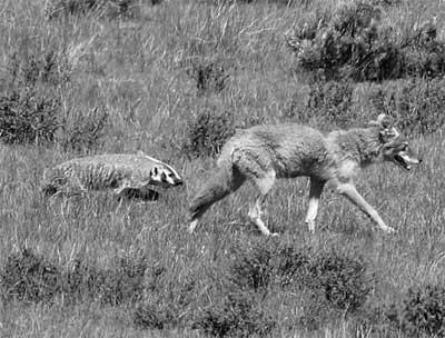 Why Do Coyotes and Badgers Team Up When Hunting? image 0