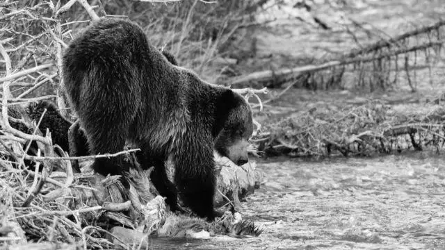 Do Alaskan Hunters Not Eat Or Use Bear Meat? photo 1