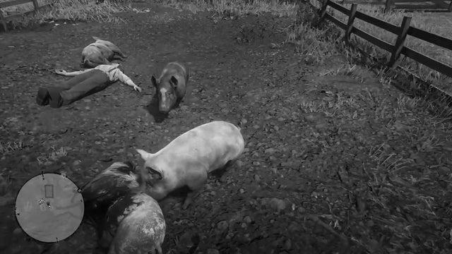 How Long Will a Pig Eat a Dead Body? photo 0