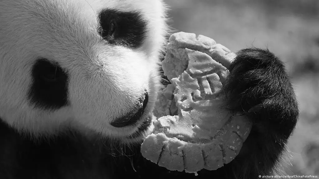 Why Do Pandas Not Eat Meat? photo 0