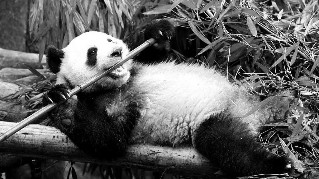 Why Do Pandas Not Eat Meat? photo 1