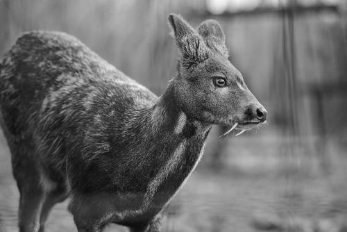 Pictures of Different Species of Deer image 0