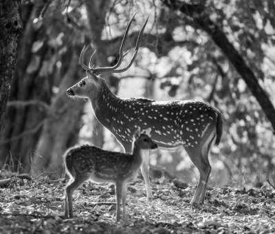 Pictures of Different Species of Deer image 1