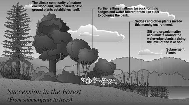 What Do You Know About the Ecosystem in a Forest? photo 1
