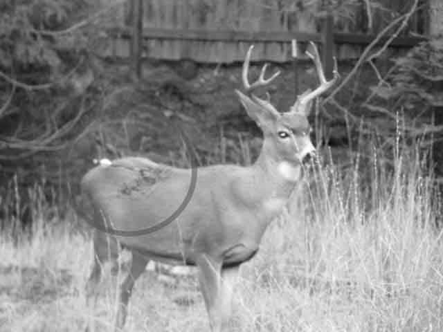 Is Bow Hunting Cruel? image 1