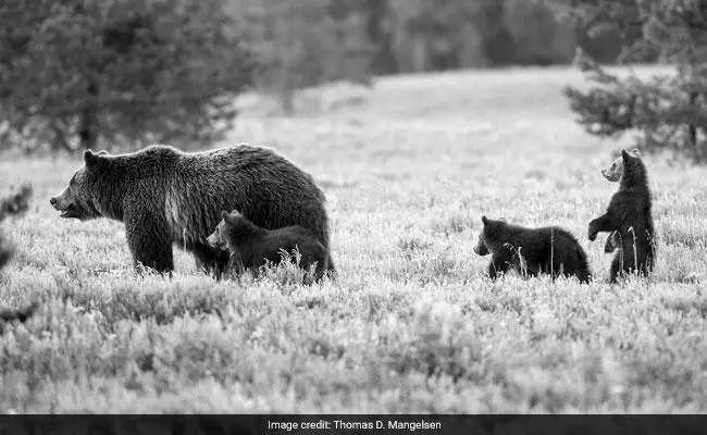 Is Bear Hunting With No Weapons Ethical? photo 1