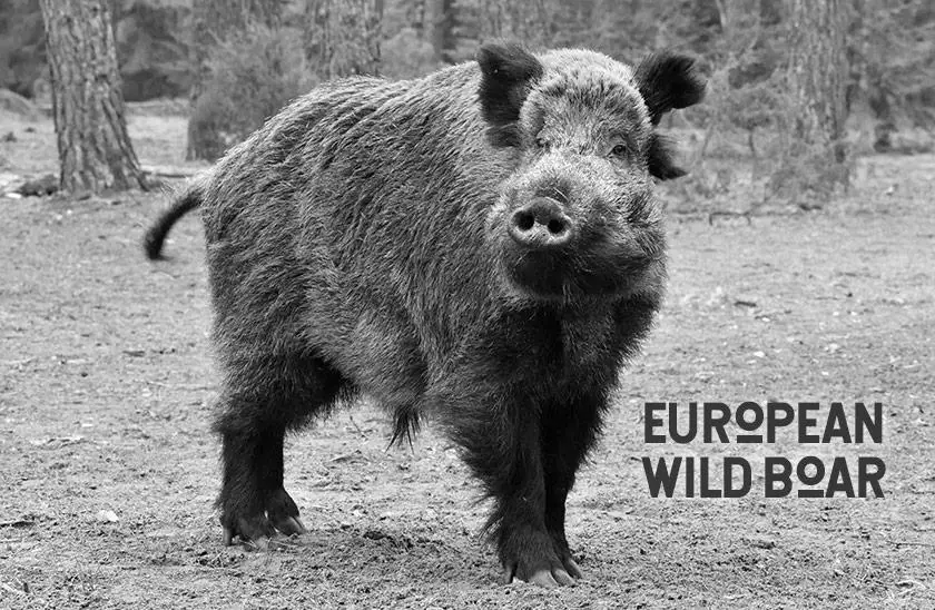 The Most Dangerous Subspecies of Boar Or Wild Pig image 1