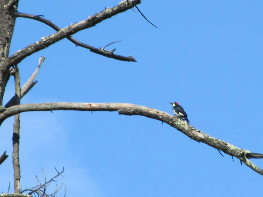  Acorn Woodpecker
