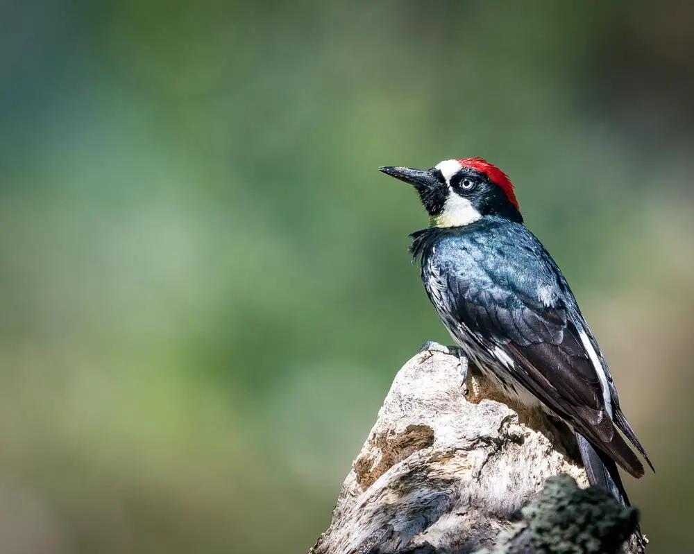  Acorn Woodpecker